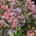 Berberis thunbergii `Concorde` -Thunbergi kukerpuu