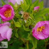 Rosa JAM-A-LICIOUS® `Spekjam`3-roos