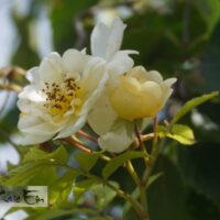 Rosa `Goldfinch`-roniroos