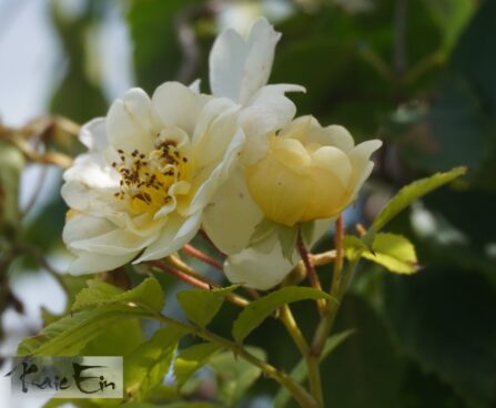 Rosa `Goldfinch`-roniroos