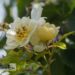 Rosa `Goldfinch`-roniroos