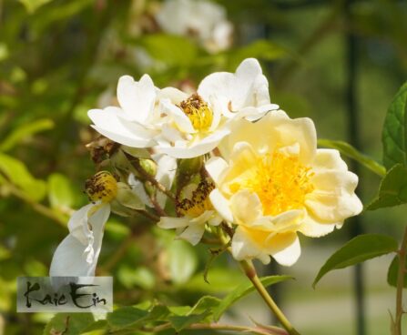 Rosa `Goldfinch`-roniroos2