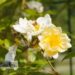 Rosa `Goldfinch`-roniroos2