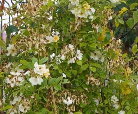 Rosa `Goldfinch`-roniroos3