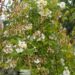 Rosa `Goldfinch`-roniroos3
