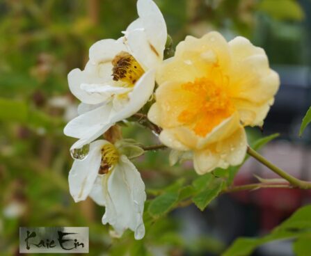 Rosa `Goldfinch`-roniroos 4