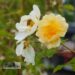Rosa `Goldfinch`-roniroos 4