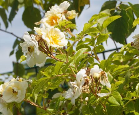 Rosa `Goldfinch`-roniroos 6