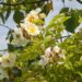 Rosa `Goldfinch`-roniroos 6