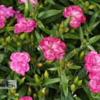 Dianthus caryophyllus `Peman` -nelk