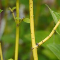 Cornus stolonifera `Budd`s Yellow`-võsund-kontpuu