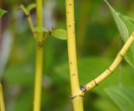 Cornus stolonifera `Budd`s Yellow`-võsund-kontpuu