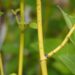 Cornus stolonifera `Budd`s Yellow`-võsund-kontpuu