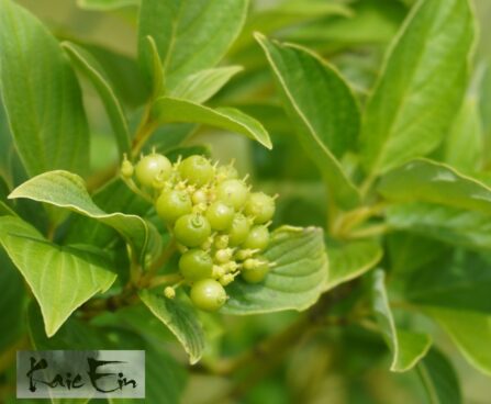 Cornus stolonifera `Budd`s Yellow`-võsund-kontpuu.2jpg