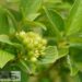 Cornus stolonifera `Budd`s Yellow`-võsund-kontpuu.2jpg