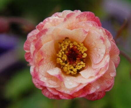 2113_7151_Geum_rivale_Cosmopolitan_Photo_Darwinplants.jpg