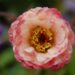 2113_7151_Geum_rivale_Cosmopolitan_Photo_Darwinplants.jpg