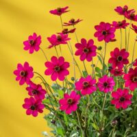 Cosmos-atrosanguineus-Cherry-Chocolate-2