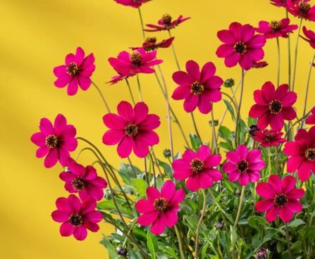 Cosmos-atrosanguineus-Cherry-Chocolate-2