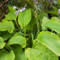 2126_5513_Hosta_August_Moon.jpg