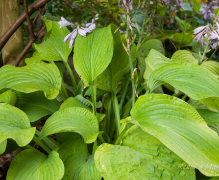 2126_5513_Hosta_August_Moon.jpg