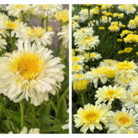 leucanthemum-maximum-Real-Charmer