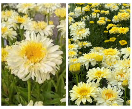 leucanthemum-maximum-Real-Charmer