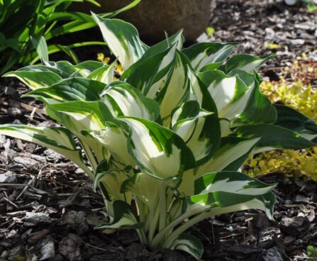 Hosta `Fire & Ice`