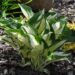 Hosta `Fire & Ice`