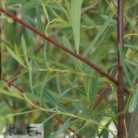 Salix purpurea `Nancy Saunders`-punapaju