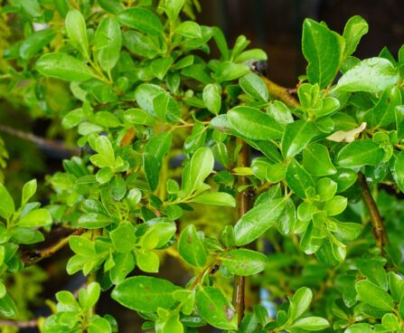 Salix arbuscula-kääbuspaju