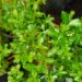 Salix arbuscula-kääbuspaju
