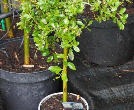 Salix arbuscula-kääbuspaju 2