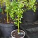 Salix arbuscula-kääbuspaju 2