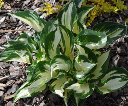 Hosta `Fire & Ice`