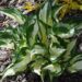 Hosta `Fire & Ice`