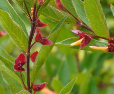Lonicera involucrata var. ledebourii