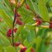 Lonicera involucrata var. ledebourii