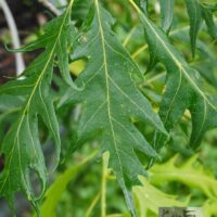 Quercus robur `Miky`-har. tamm