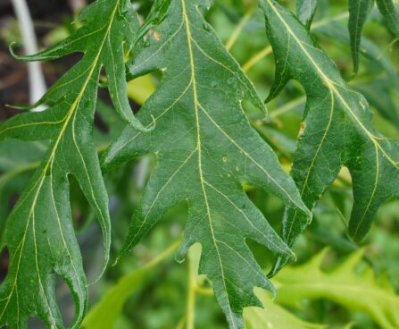 Quercus robur `Miky`-har. tamm
