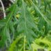 Quercus robur `Miky`-har. tamm