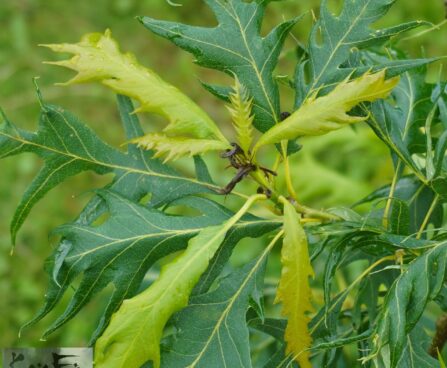 Quercus robur `Miky`-har. tamm1