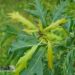 Quercus robur `Miky`-har. tamm1