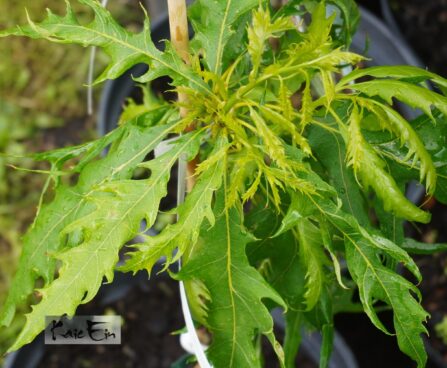 Quercus robur `Miky`-har. tamm2