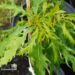 Quercus robur `Miky`-har. tamm2