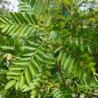 Sorbus aucuparia `White Swan`-har. pihlakas