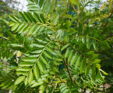 Sorbus aucuparia `White Swan`-har. pihlakas