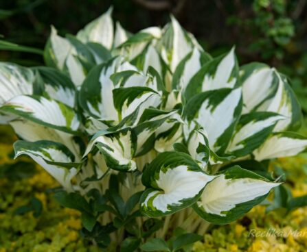 2127_7434_Hosta_Fire__Ice_.JPG