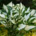 2127_7434_Hosta_Fire__Ice_.JPG