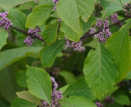 Callicarpa bodinieri `Profusion`-iluvijak